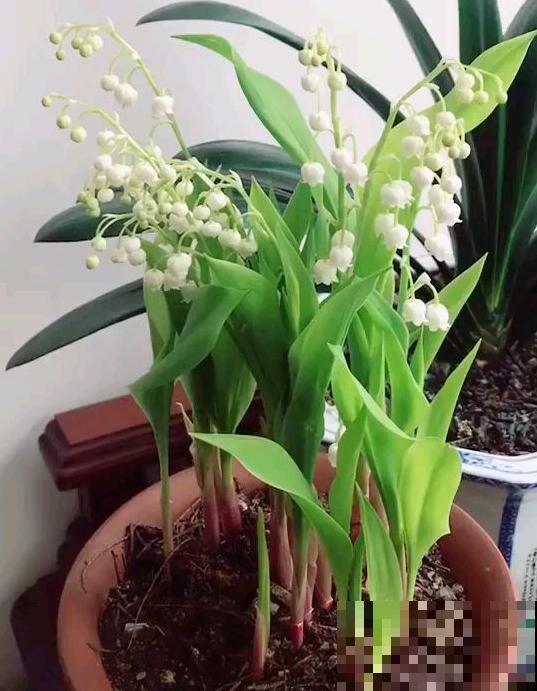 家里养的白色花，全被婆婆折断了，还说不吉利，真头疼