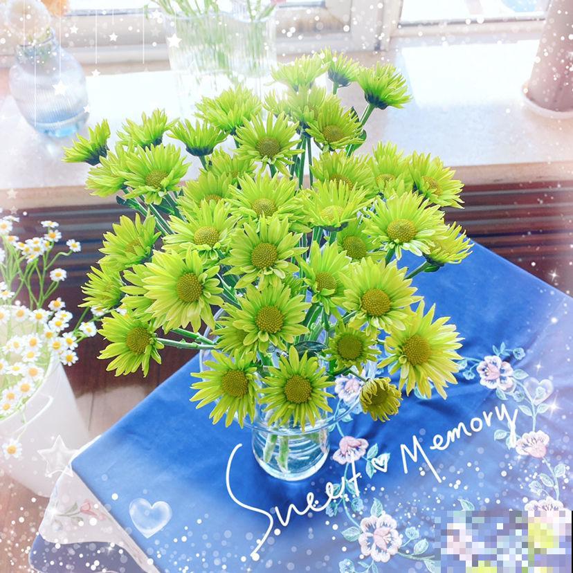 今日12星座好运花，“运势”和花更配哦，你的幸运花是哪种？