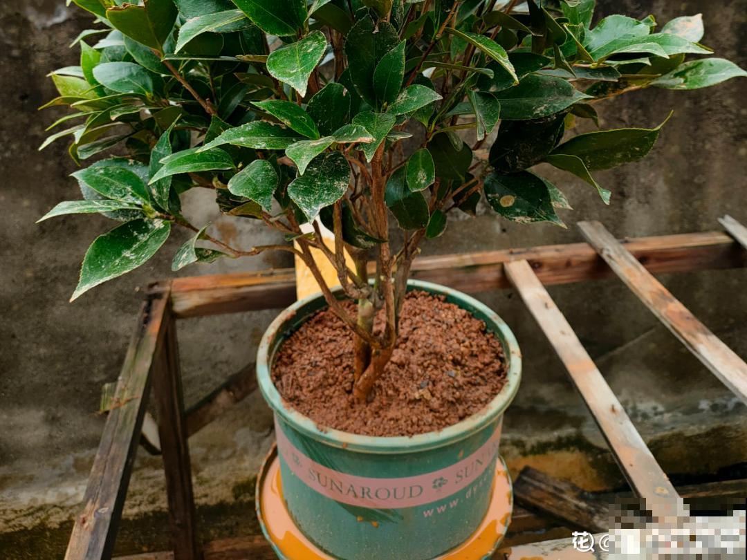 冬天常见的茶花，6个“毛病”经常犯，真难养