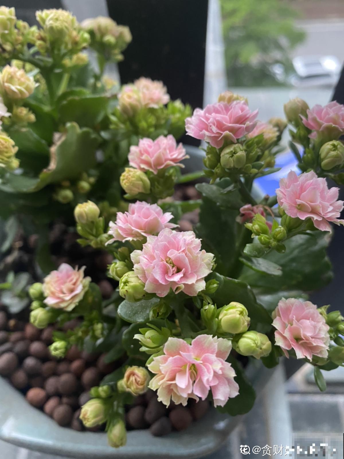 养花以后，爸爸“性情大变”，细心也有耐心了