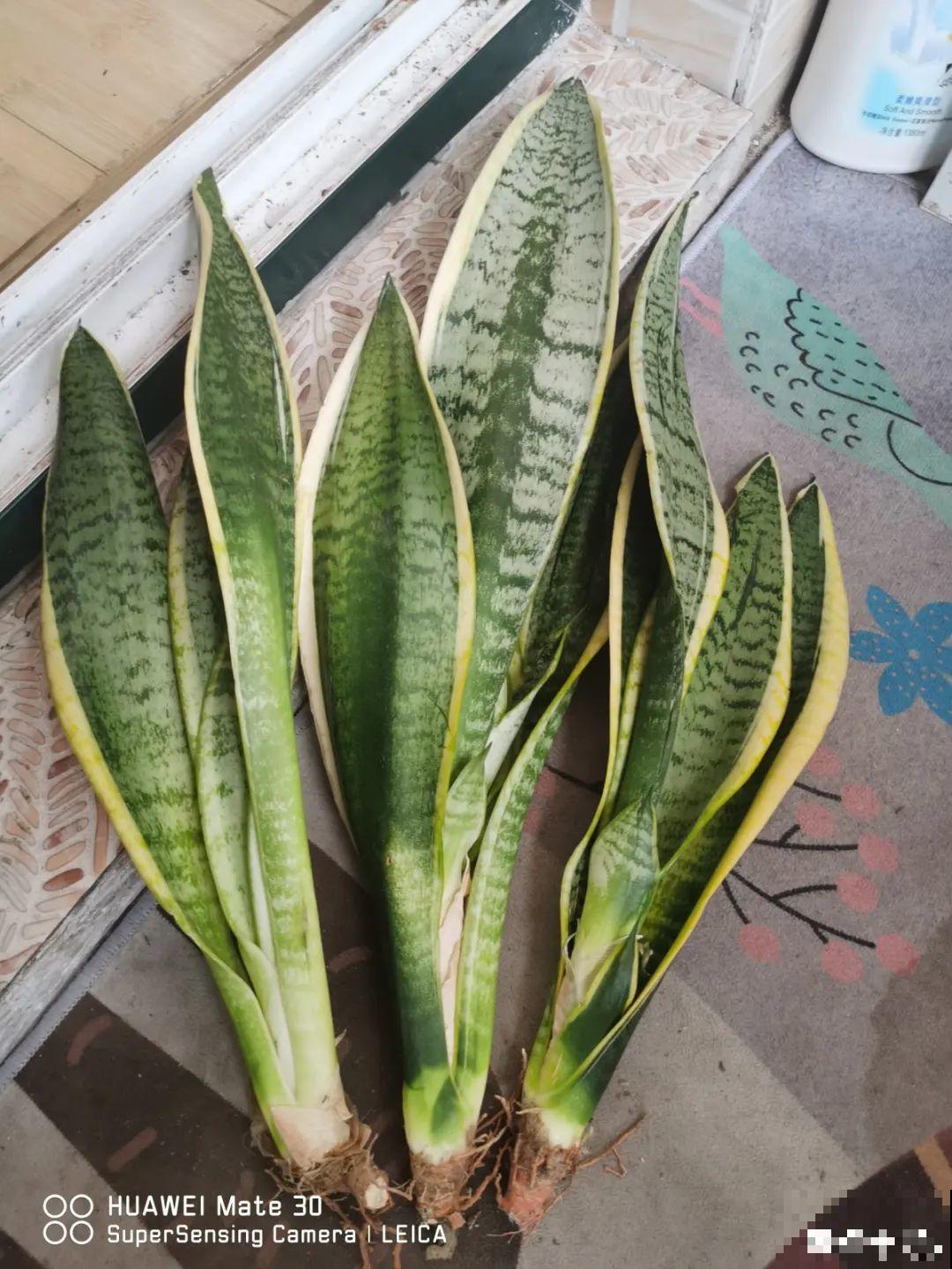 养花大棚倒闭,“贵货花”路边扔了一地,后悔没带个大麻袋 养花大棚倒闭,“贵货花”路边扔了一地,后悔没带个大麻袋