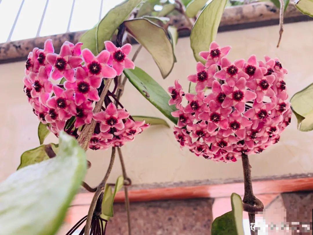 10种花得穷养，盆越小、水越少，越长得旺