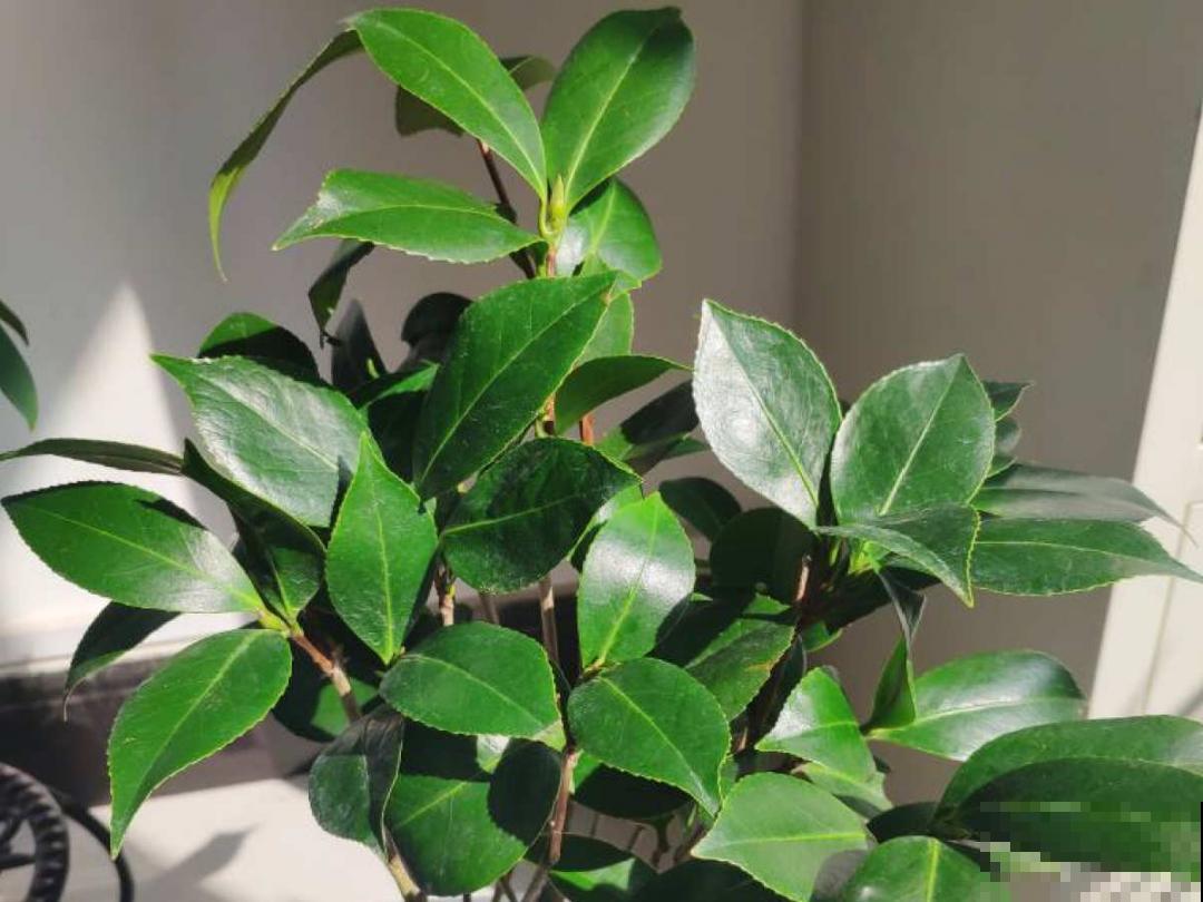 冬天常见的茶花，6个“毛病”经常犯，真难养