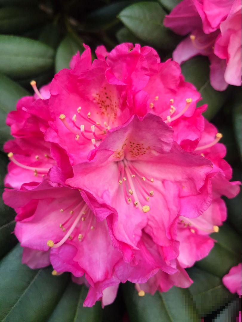 富贵人家爱养的“贵气花”,盆盆价格好几百,普通人只能过过眼瘾 富贵人家爱养的“贵气花”,盆盆价格好几百,普通人只能过过眼瘾