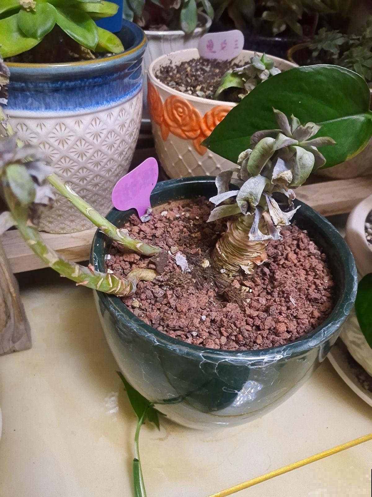 天气大降温,赶紧把花搬进屋,不然多肉都冻成“饺子馅” 天气大降温,赶紧把花搬进屋,不然多肉都冻成“饺子馅”