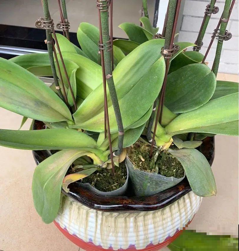 养蝴蝶兰注意4要点，叶子油亮有光泽，花朵娇艳美丽