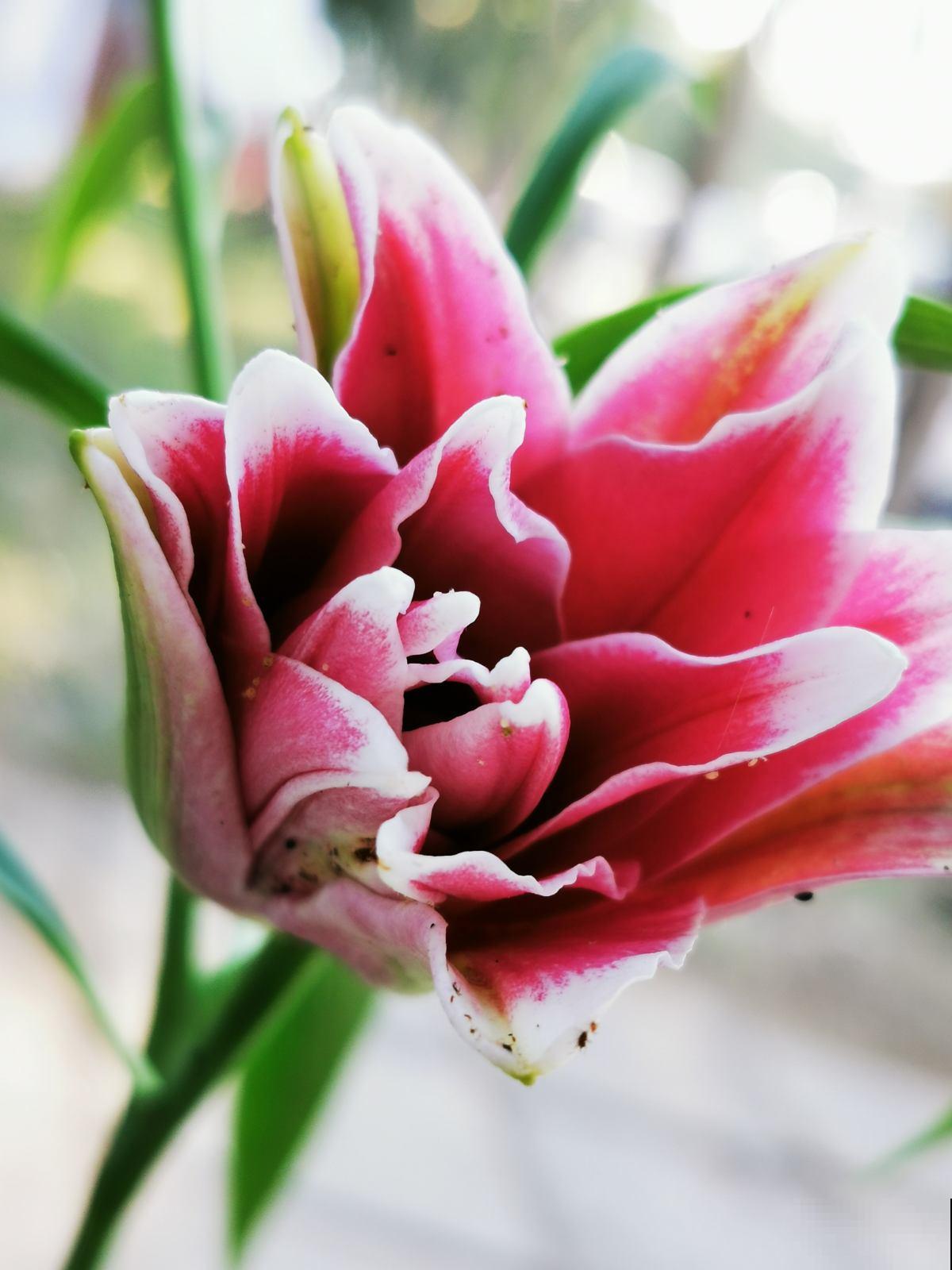 家有小孩和宠物,不要养这8种花,食用了得马上去医院 家有小孩和宠物,不要养这8种花,食用了得马上去医院