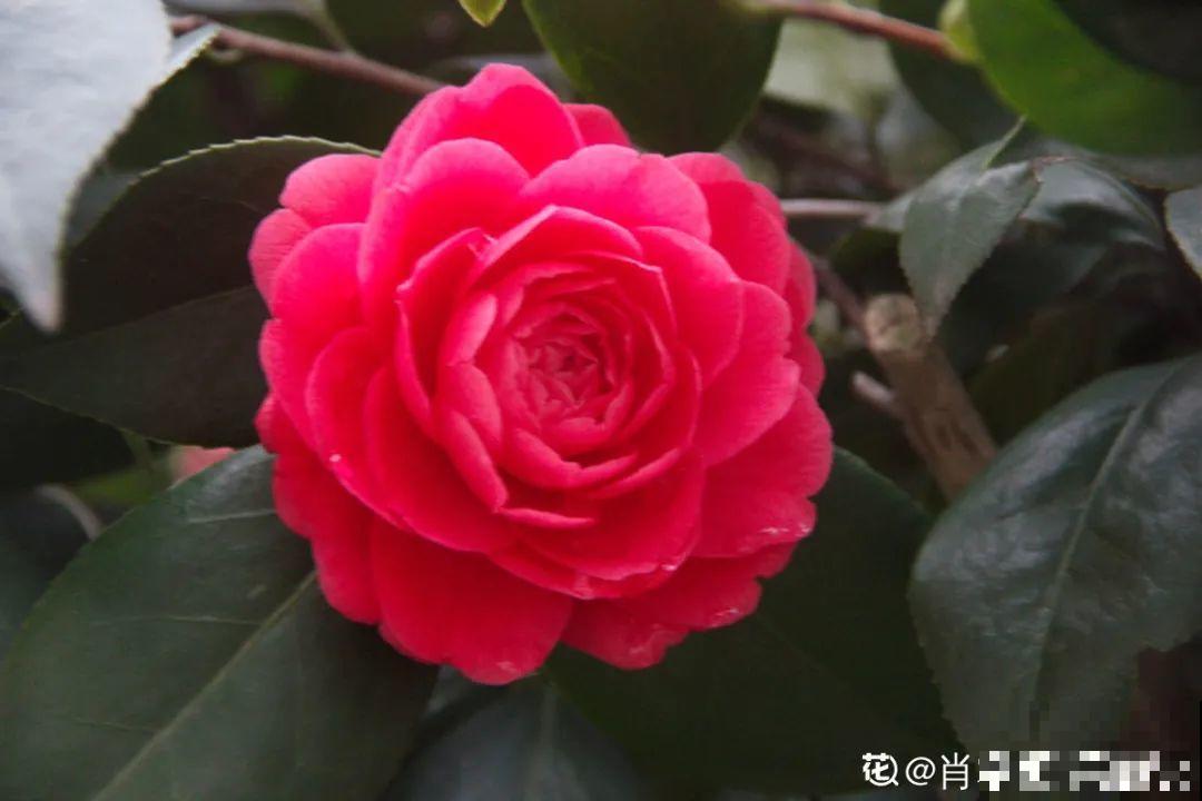 冬天养盆茶花，天一冷就开爆，红红火火花开富贵！