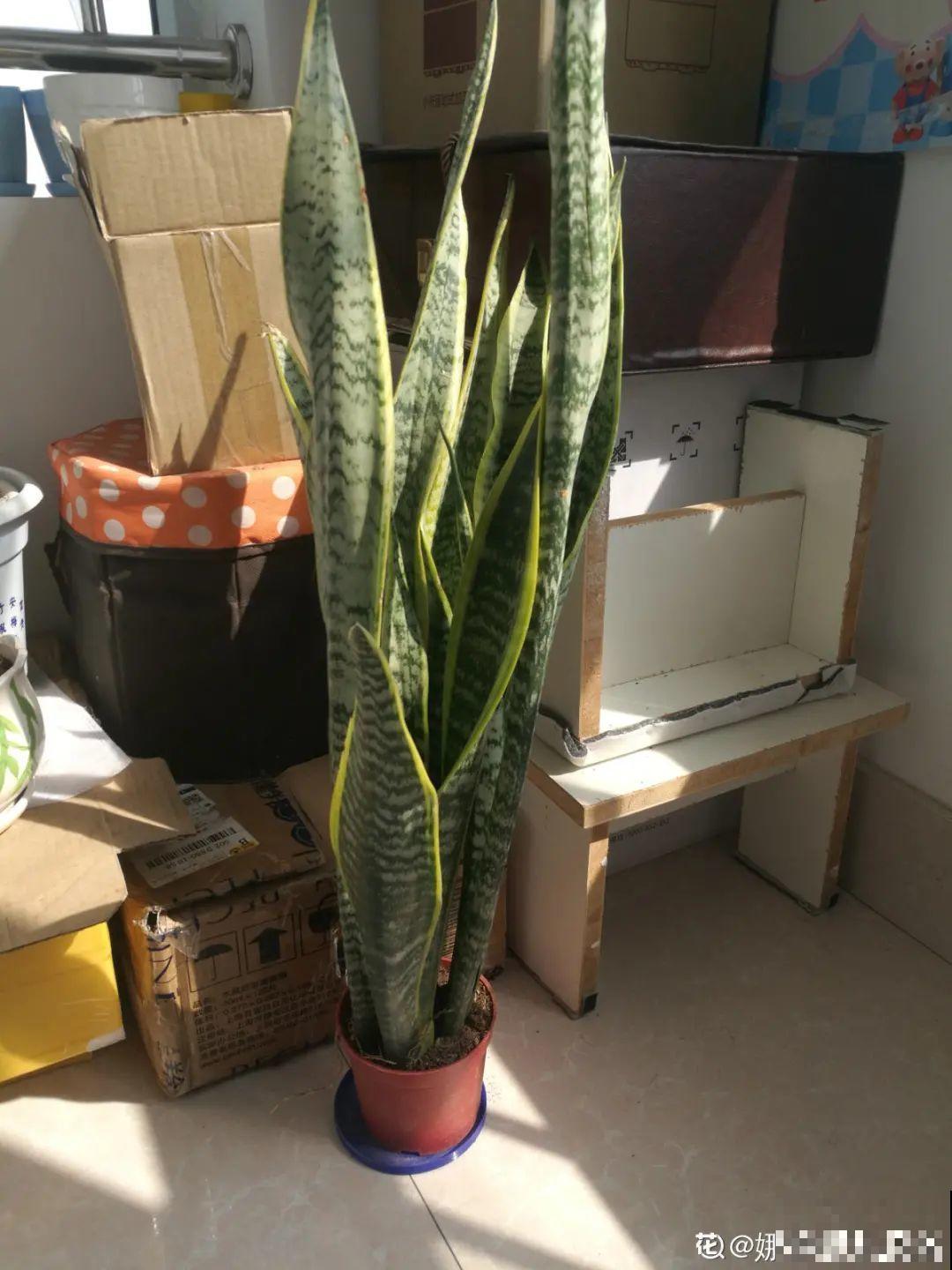 10种花得穷养，盆越小、水越少，越长得旺