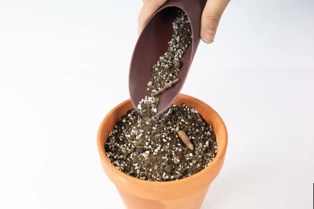 长筒花是“室内花量王者”，没光也能开爆盆，阳台党福音