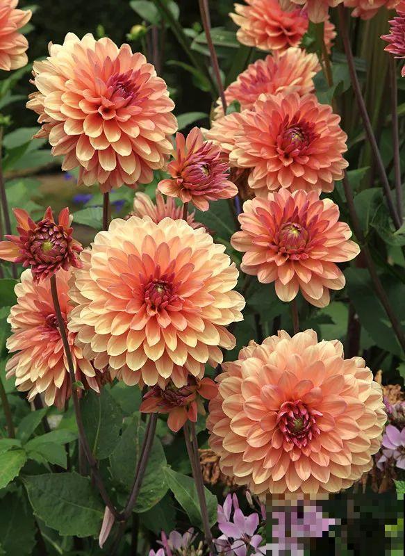 “大丽花门前种，财富到家不是梦”，种点大丽花，喜庆又富贵