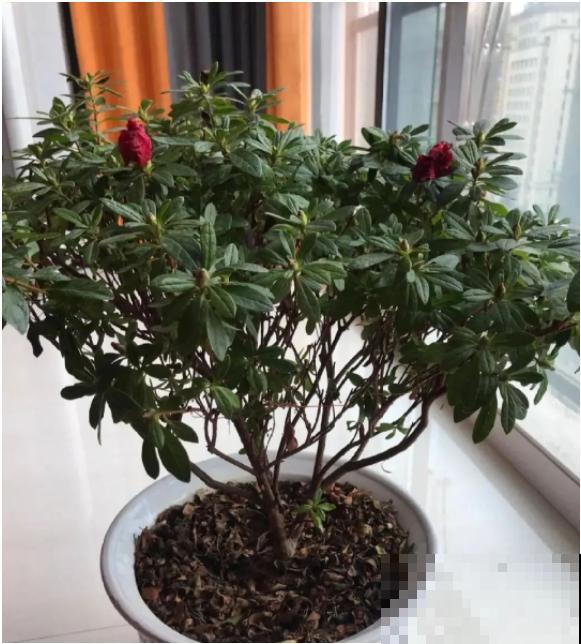 1种花号称“花中西施”，四季皆可开，喜庆又漂亮！