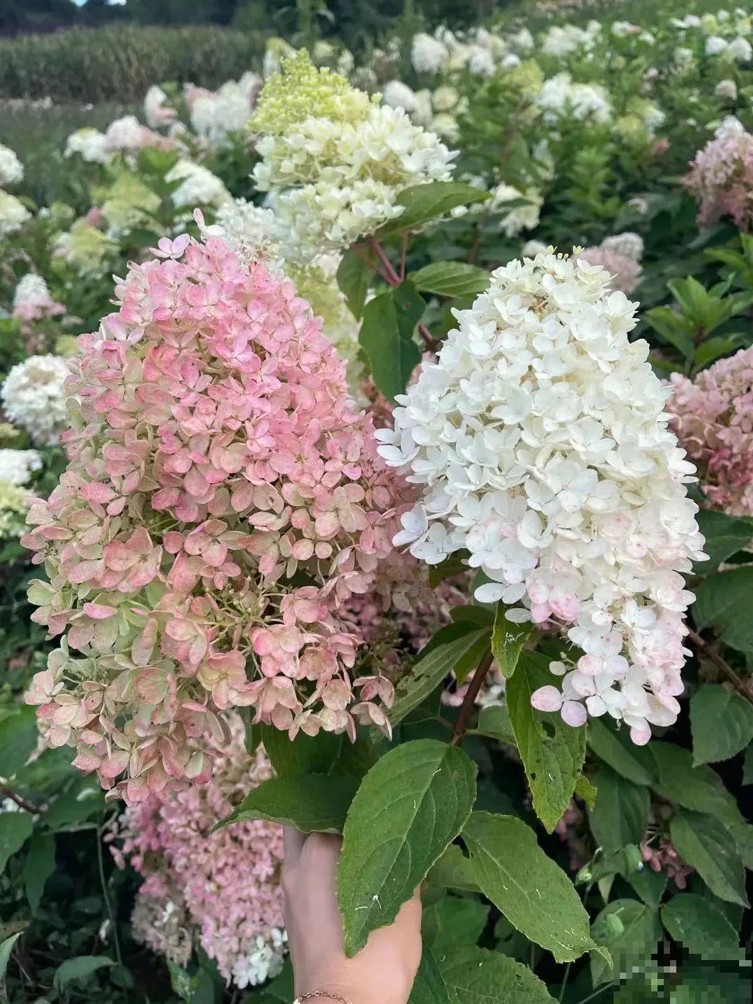 1种花开花像“冰淇淋”，-20℃冻不死，种院子里真合适