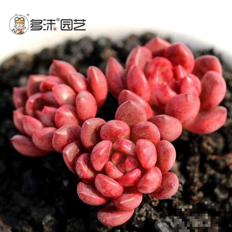 女儿痴迷养多肉，宁肯花高价，也要寄养多肉，我该阻止吗