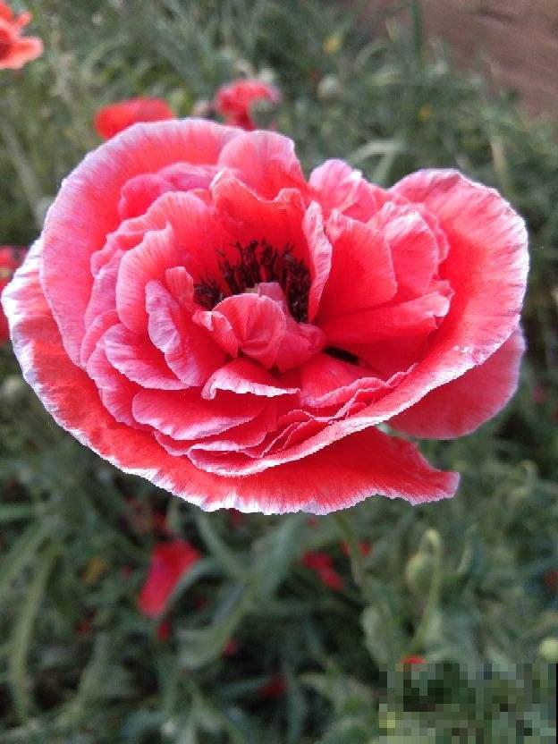 民间流传“不吉利的花”，敢养的人太少，你养过几种？