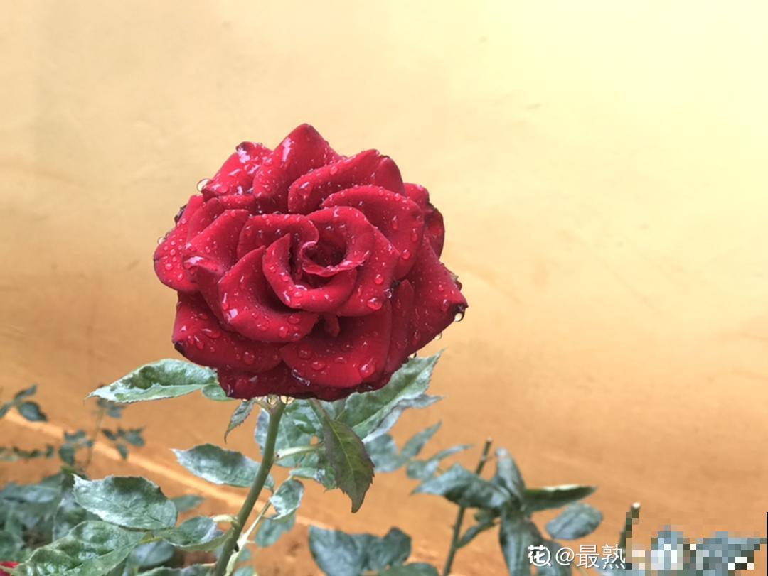 自制养花杀虫水，现在给花喷一喷，3天见效