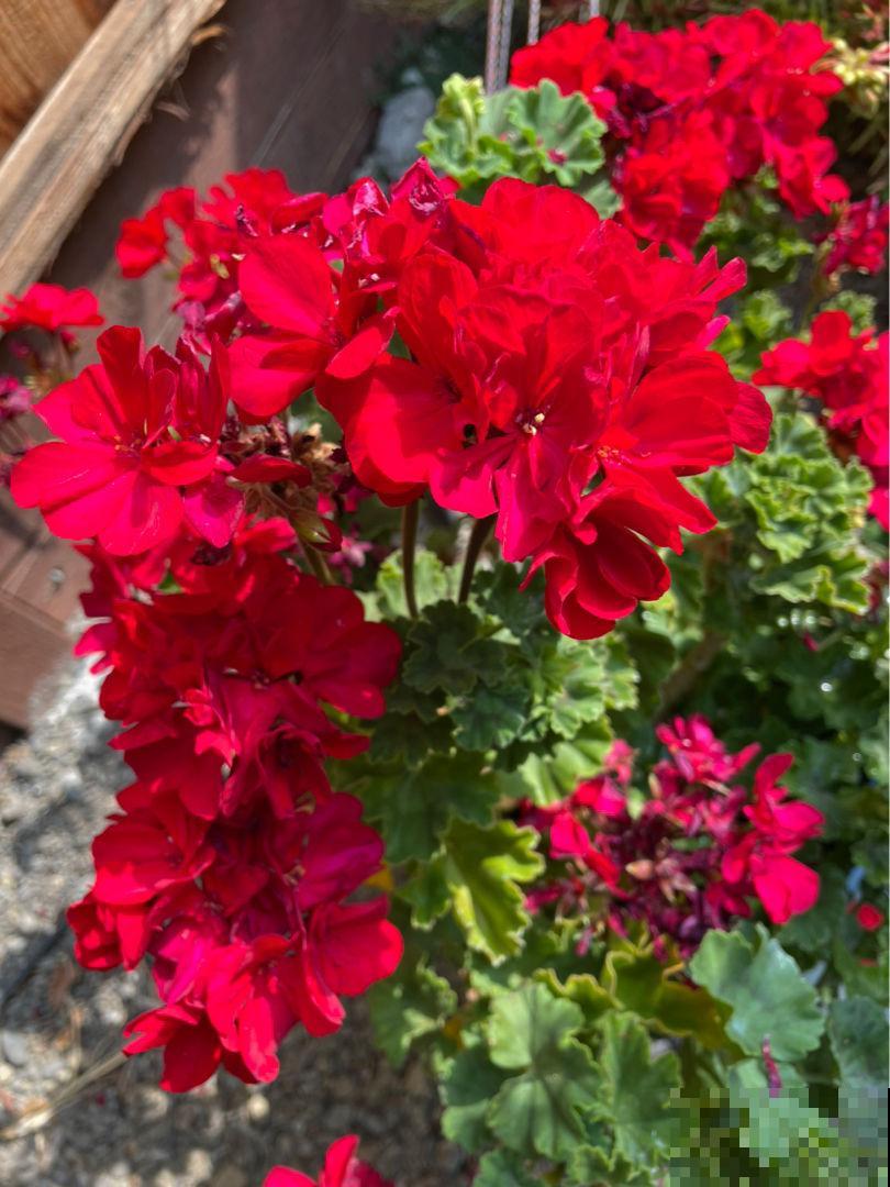 花卉届的“开花机器”，容易养护易打理，简简单单开爆盆