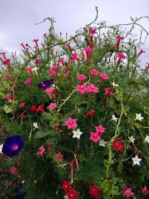 农村里很常见的6种花,小时候天天见,能叫上名字的人很少 农村里很常见的6种花,小时候天天见,能叫上名字的人很少