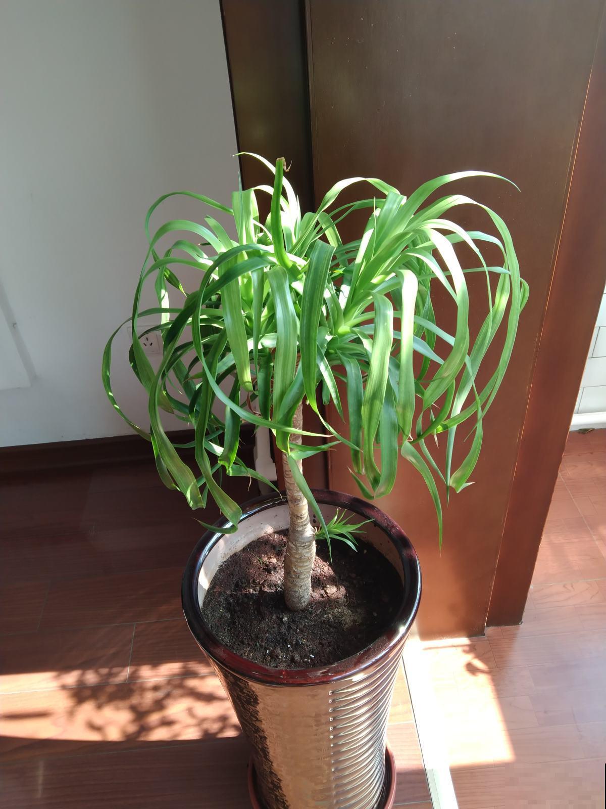 花也能镇宅,这4种镇宅花,每家都要种一棵 花也能镇宅,这4种镇宅花,每家都要种一棵