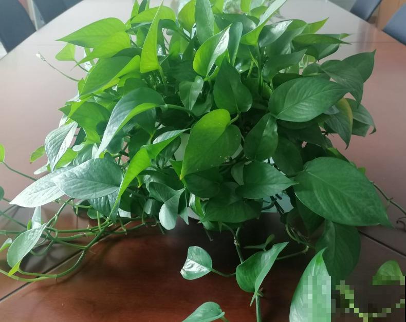 学会扦插，一盆绿萝摆满一阳台，送人都足够！