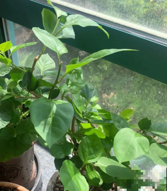 秋天给花补点“猛肥”,嫩芽一茬接一茬,花苞呼呼冒 秋天给花补点“猛肥”,嫩芽一茬接一茬,花苞呼呼冒