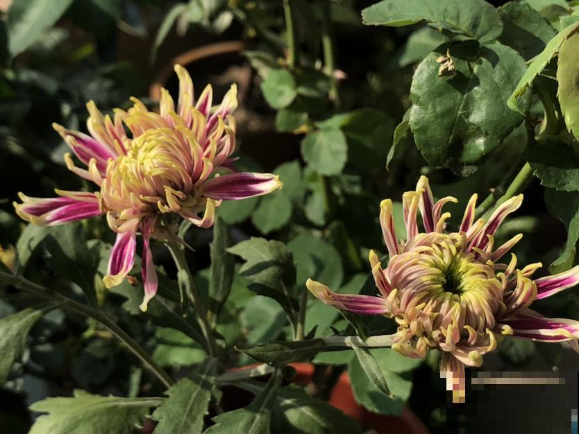 羡慕有个院子能养花？不仅身累还心累，真正经历了才知道一地鸡毛