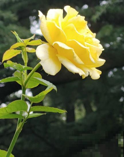 北方养花太难了！越冬难，浇水也麻烦，关键是养一盆死一盆