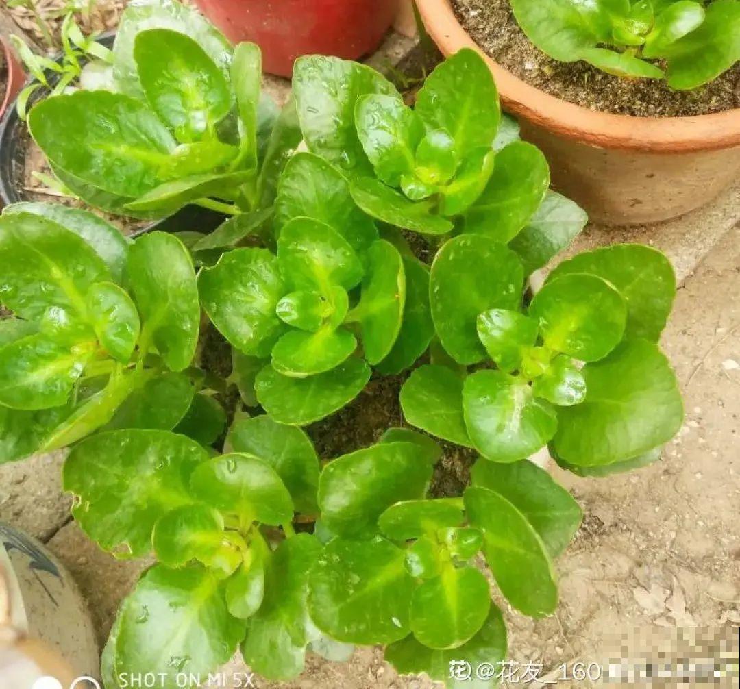 养花一直不开花,给他套个黑塑料袋,花苞呼呼冒 养花一直不开花,给他套个黑塑料袋,花苞呼呼冒