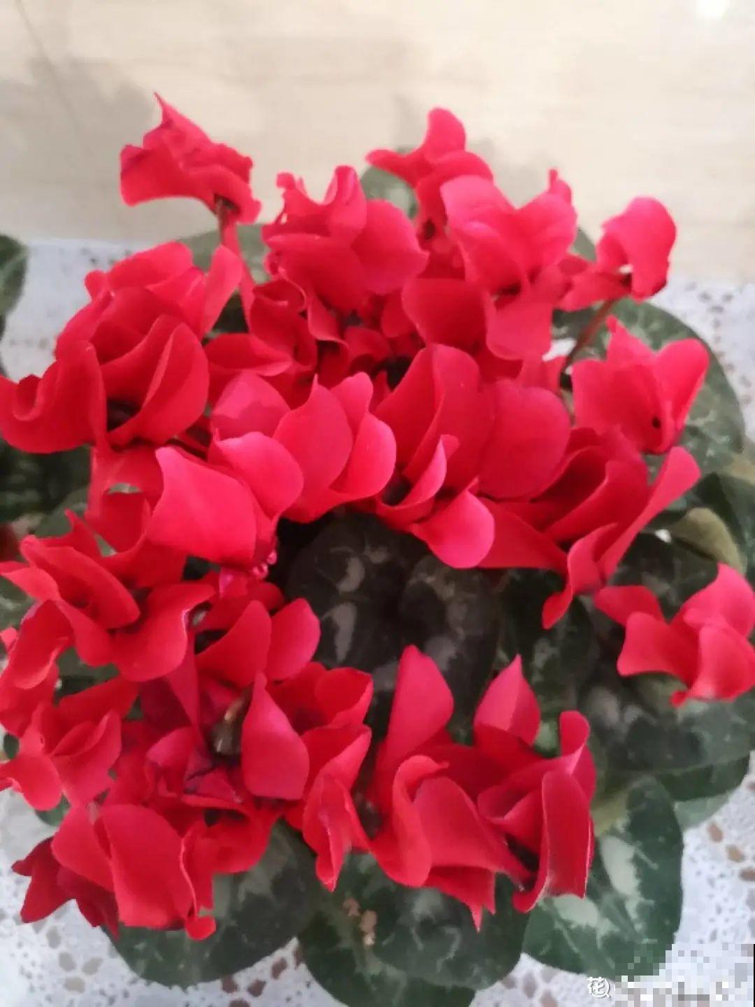 买茶花也要注意“坑”，注意5要点，叶子挺立有精神