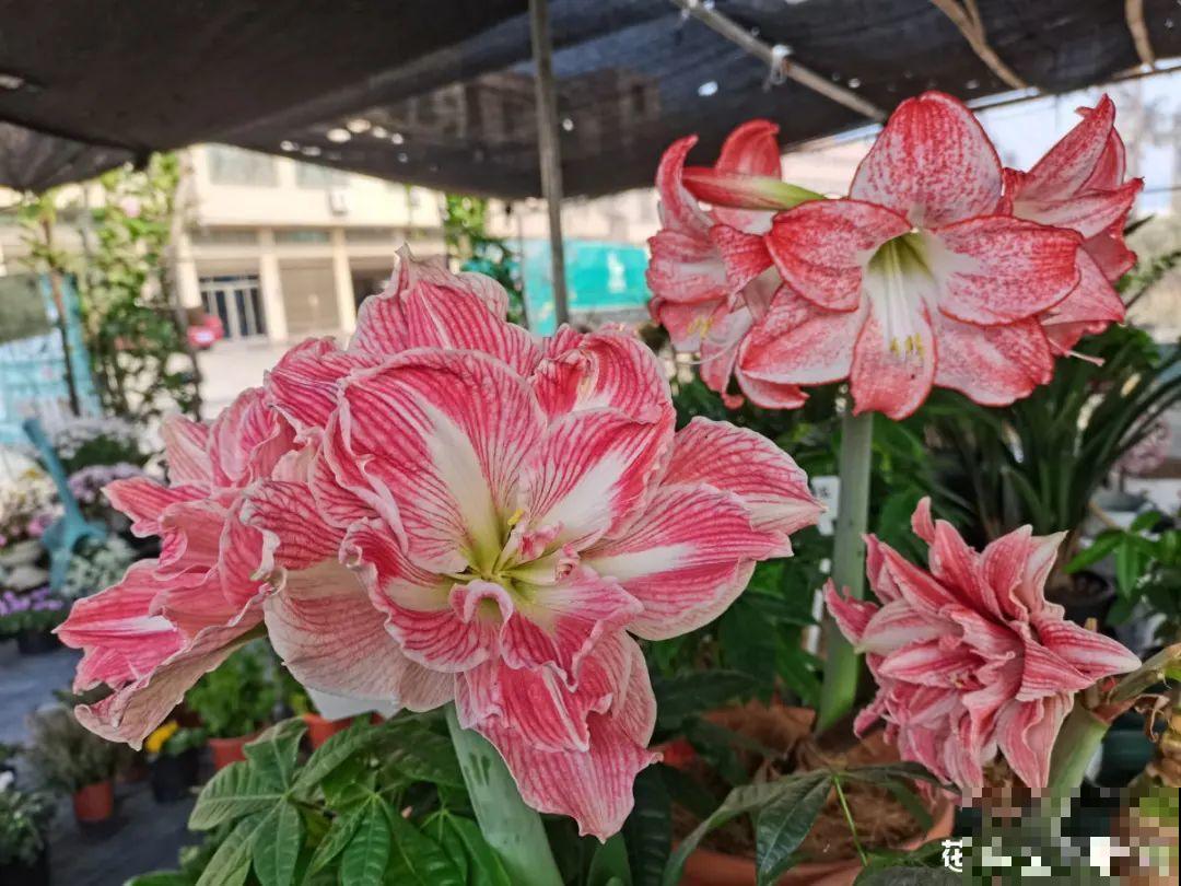 15年的君子兰，今天终于奇迹开花，开花技巧都给你！