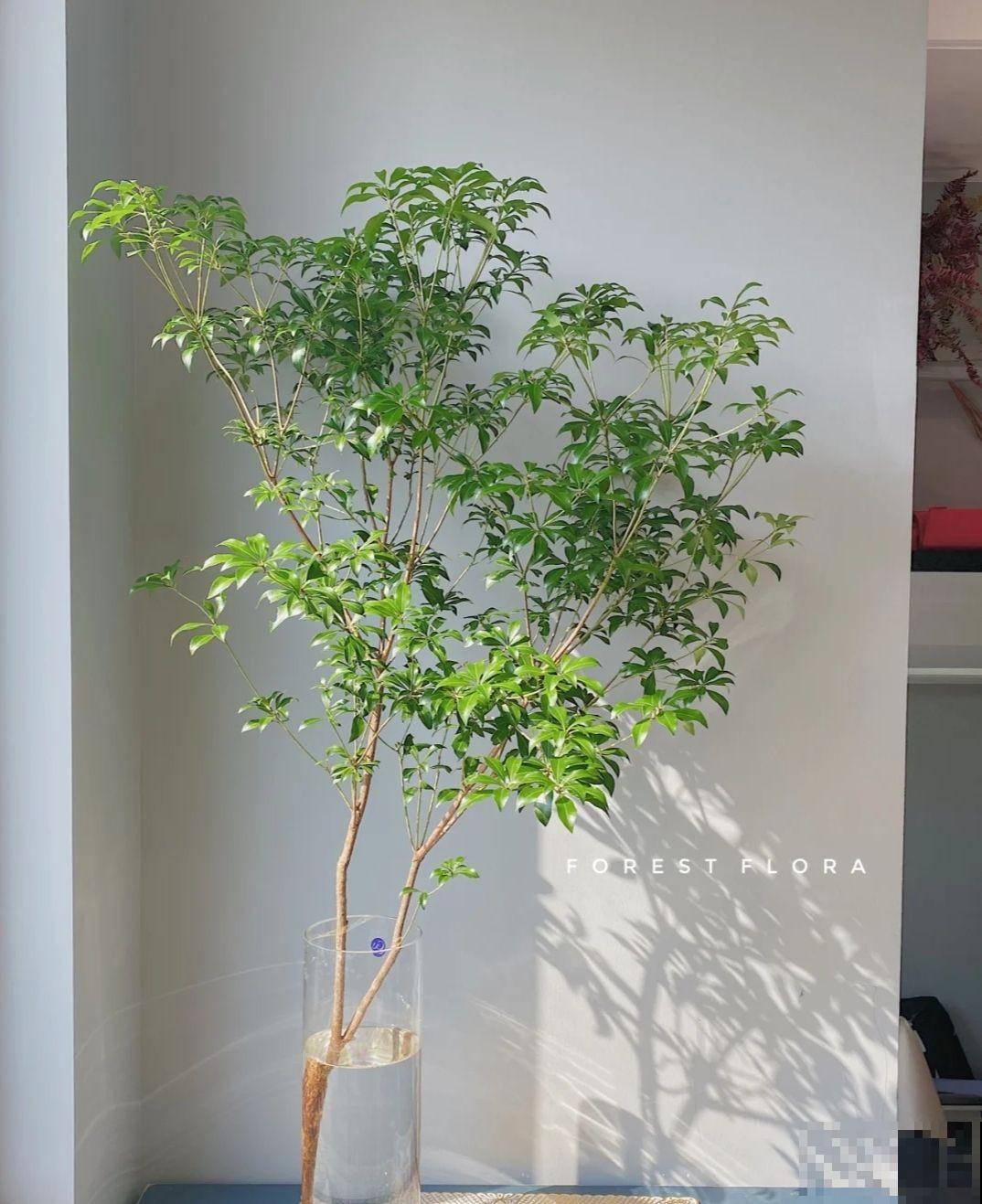 室内软装新宠马醉木,养一棵在家,百搭有气质 室内软装新宠马醉木,养一棵在家,百搭有气质