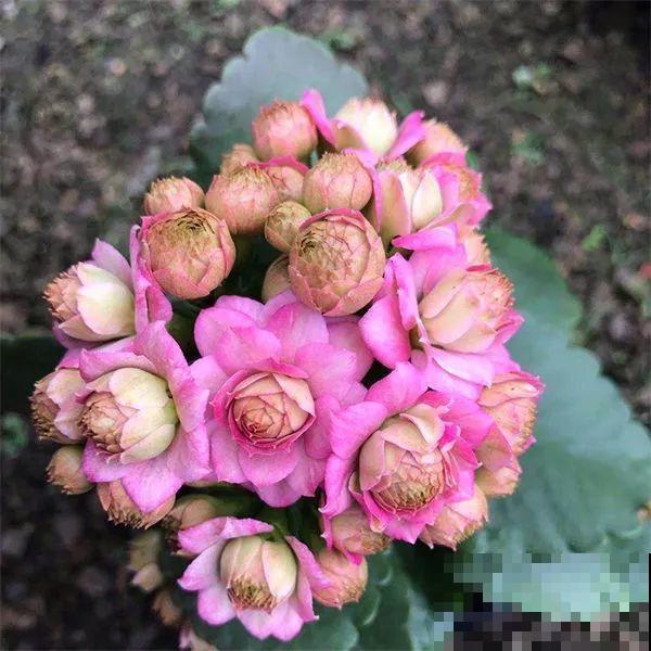 冬天常见的“吉利花”，耐旱皮实花量大，大半年都在开花