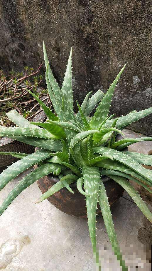 1种绿植被称作“家庭小药箱”,净化空气效果好,养人养身心 1种绿植被称作“家庭小药箱”,净化空气效果好,养人养身心