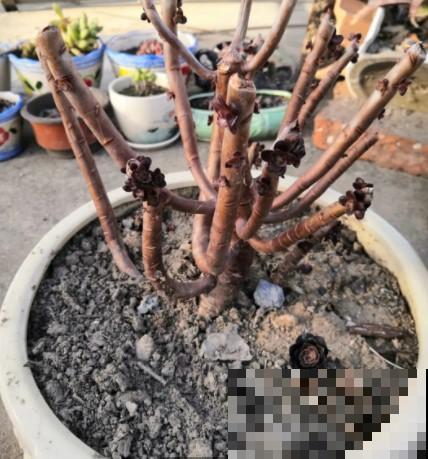 蟹爪兰、长寿花僵苗,必须掐几下,重新换盆养! 蟹爪兰、长寿花僵苗,必须掐几下,重新换盆养!