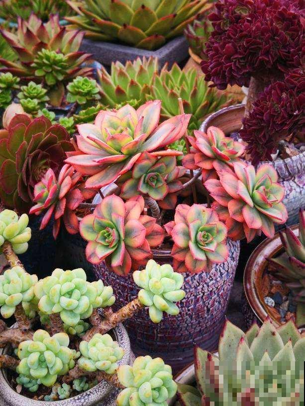 养多肉不上色？问了老花农才知道，记住4个要点很重要