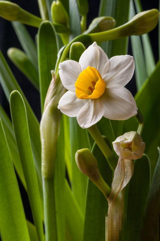 10种有毒花,路边见到要小心,千万别食用 10种有毒花,路边见到要小心,千万别食用