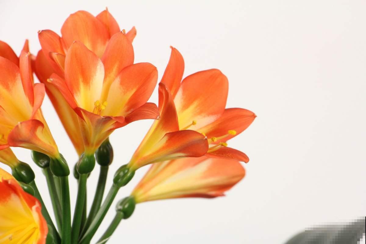 3种花堪称“传家宝”，养得时间越长，就越值钱