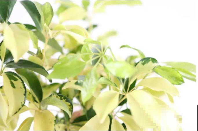 屋里养5种花，净化空气效果好，还特湿润