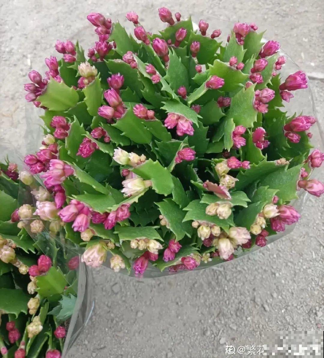 蟹爪兰软趴趴、掉花苞？它有“5怕”，避开后，叶片硬如铁！