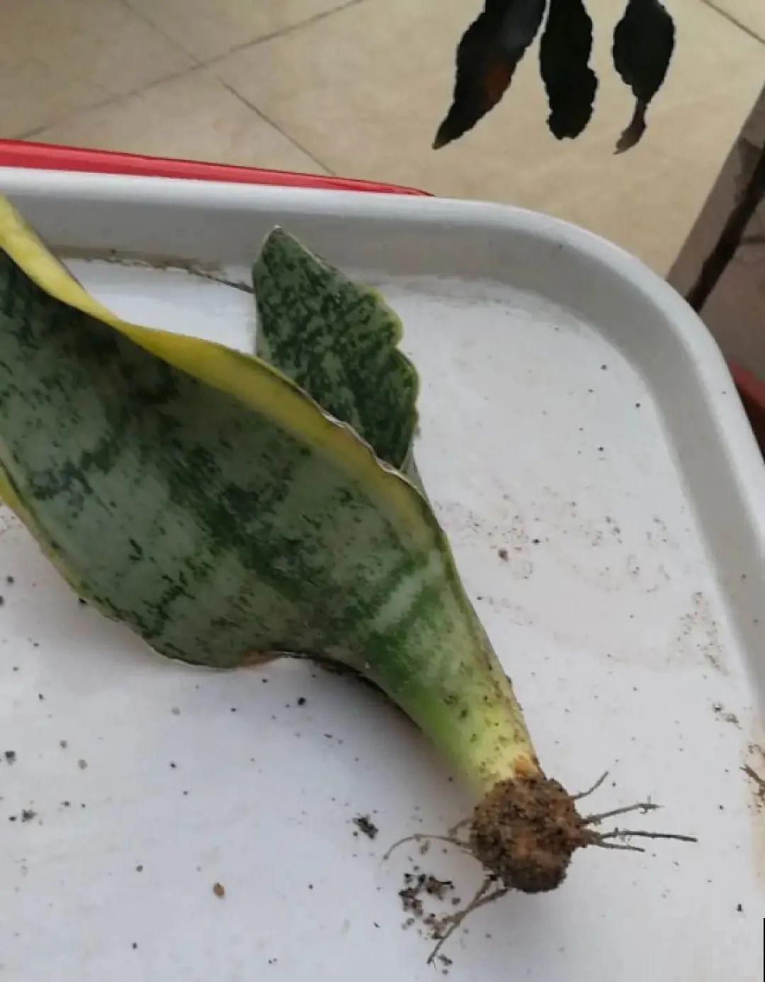 爱“生崽”的花,现在赶紧翻盆,一盆变多盆还能挣钱 爱“生崽”的花,现在赶紧翻盆,一盆变多盆还能挣钱