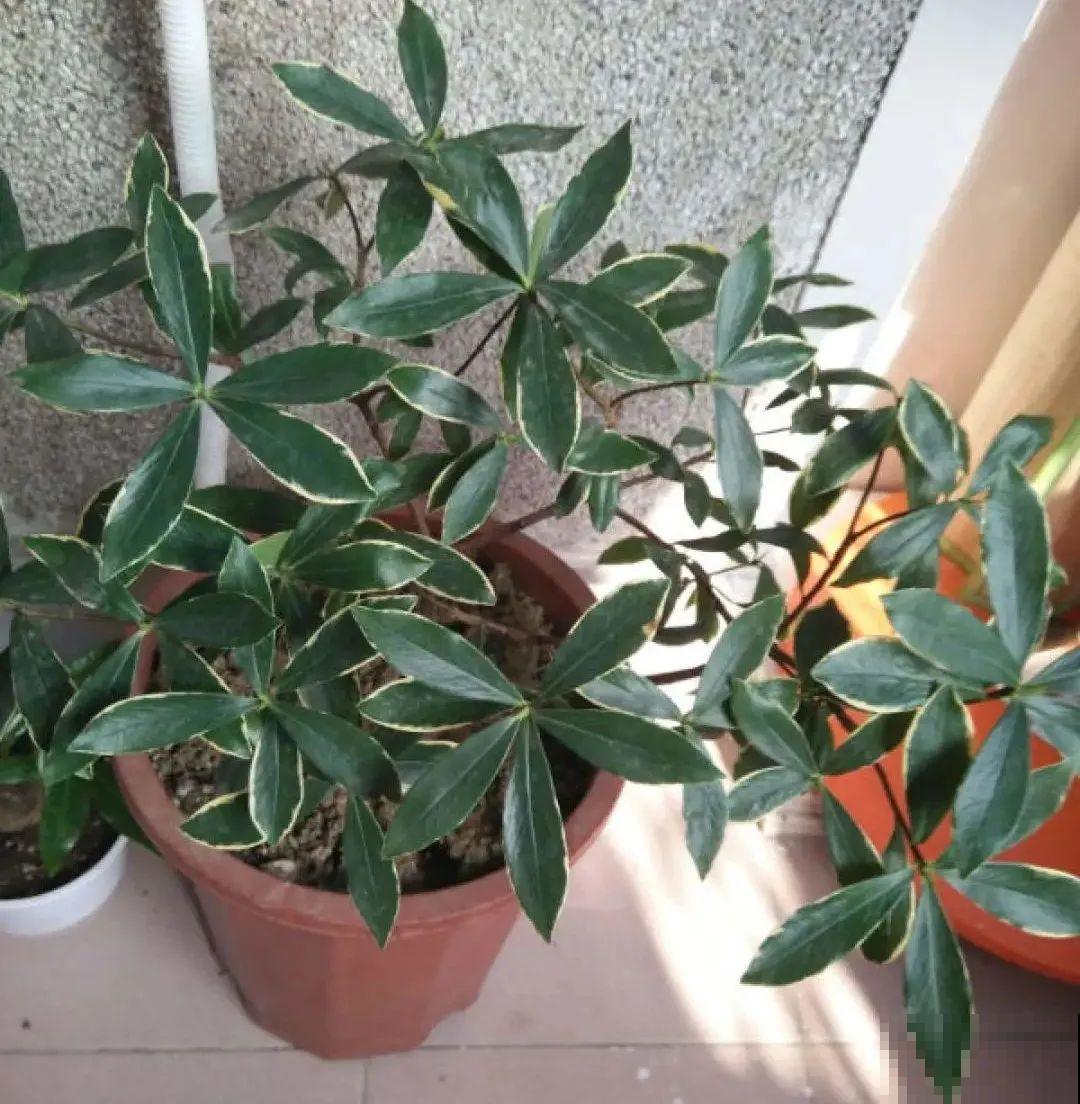 养花一直不开花,给他套个黑塑料袋,花苞呼呼冒 养花一直不开花,给他套个黑塑料袋,花苞呼呼冒