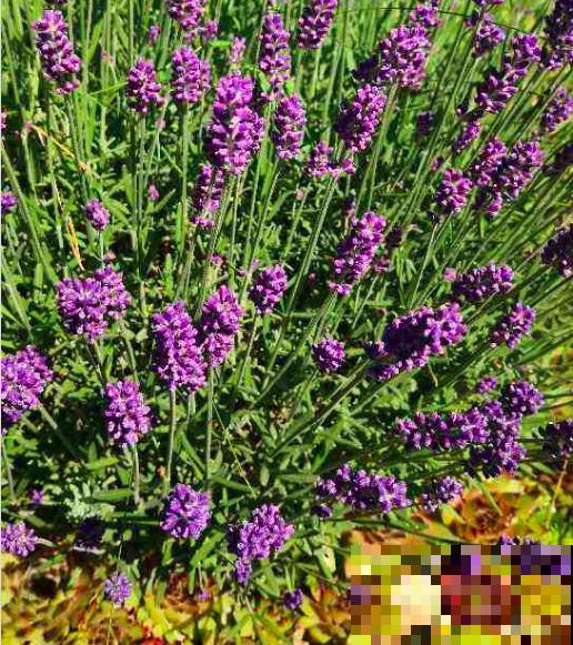 人老了，爱上了养中草药，7种花年纪越大越喜欢