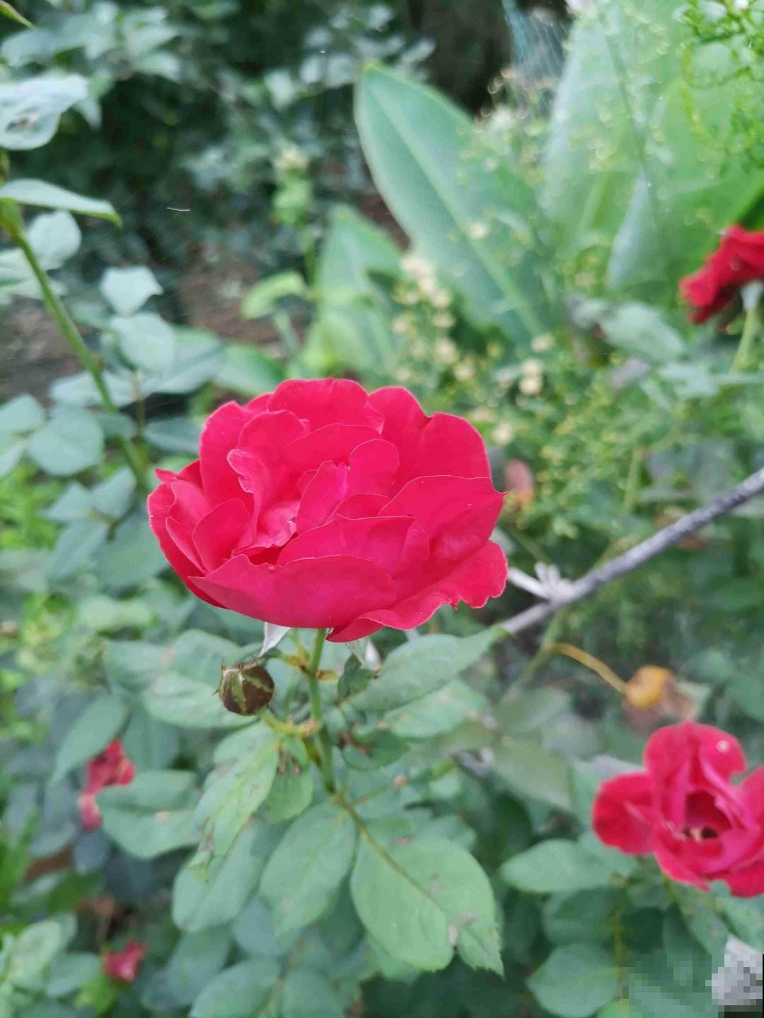 玫瑰、月季、蔷薇傻傻分不清，只要3个方法，一眼就认出来