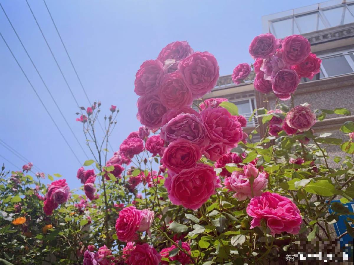 10种常见月季花图鉴，不要再问别人了，自己收藏慢慢看