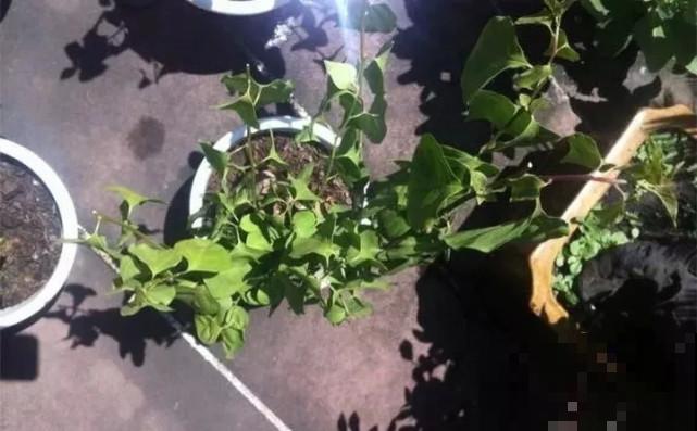 秋天给花补点“猛肥”,嫩芽一茬接一茬,花苞呼呼冒 秋天给花补点“猛肥”,嫩芽一茬接一茬,花苞呼呼冒