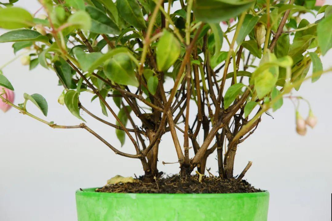 8种花，年年买，年年养死，今年可别当冤大头