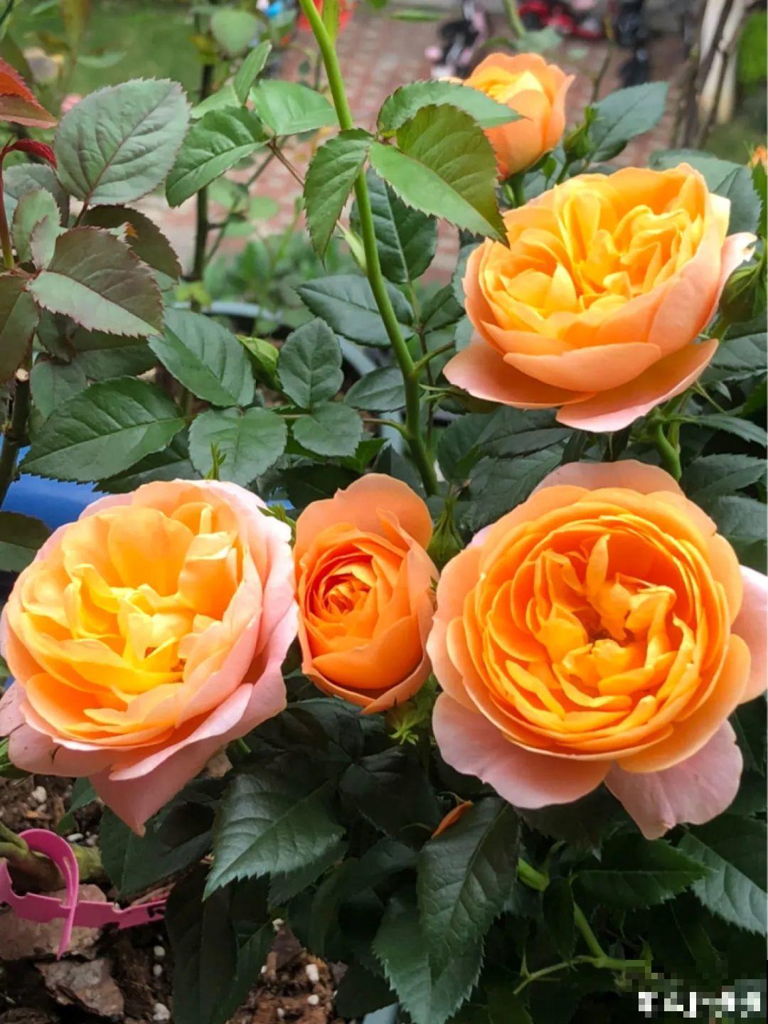 9种花,冬天狠心剪一刀,剪对了明年妥妥爆花 9种花,冬天狠心剪一刀,剪对了明年妥妥爆花