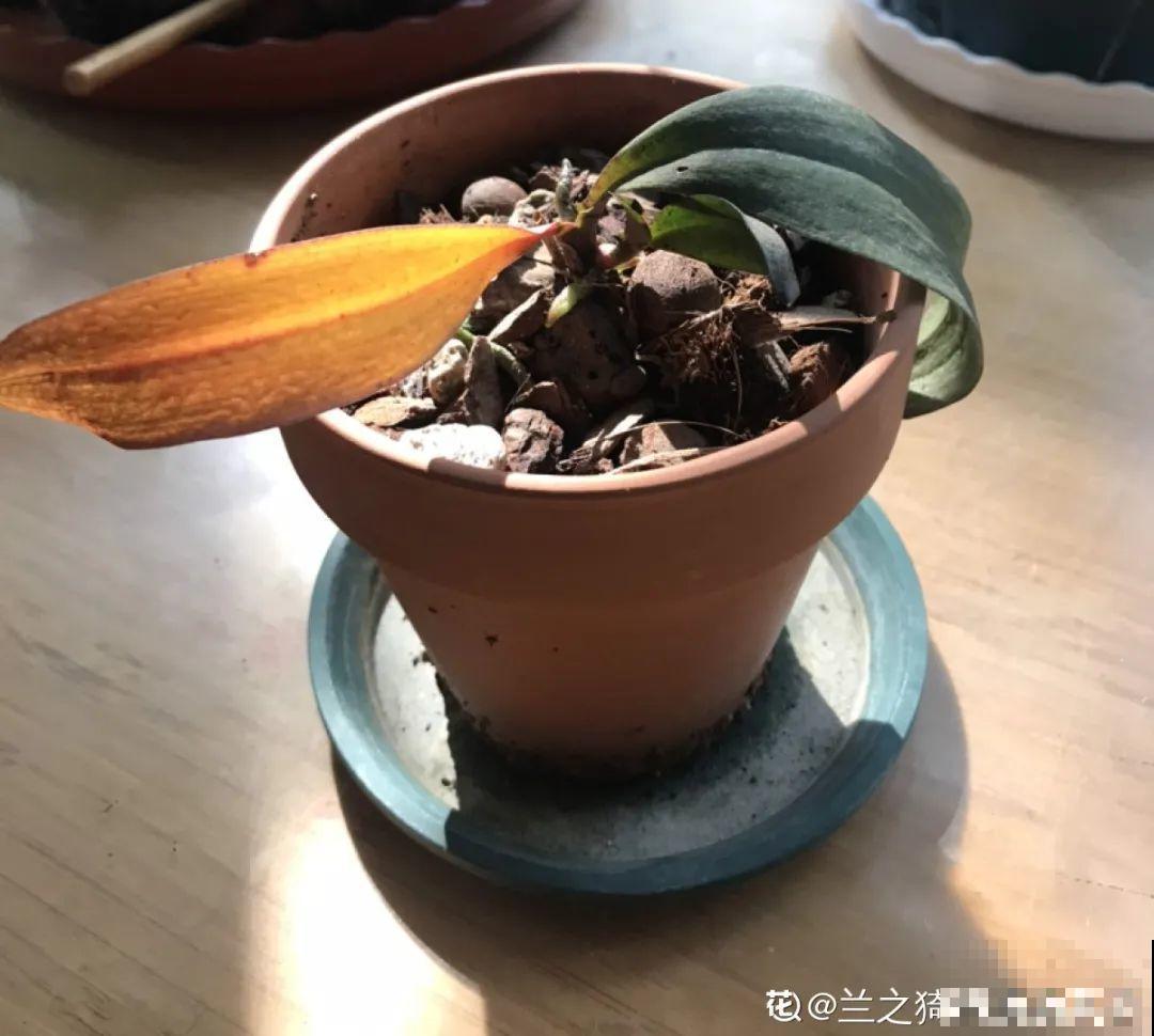 8种花，年年买，年年养死，今年可别当冤大头