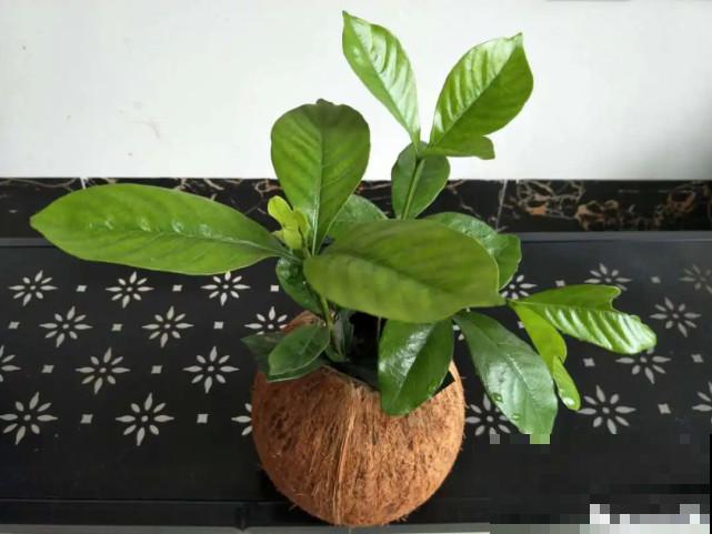 家里的“垃圾”留下，拿来养花效果好，颜值超高