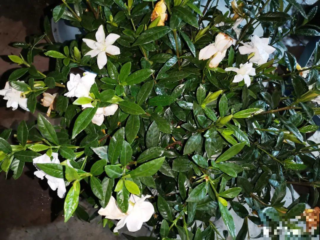10种花冬天要施肥,不然不开花,而且活不过一年 10种花冬天要施肥,不然不开花,而且活不过一年